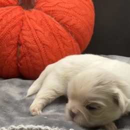 Blue - Blue male Shih Tzu puppy in Monterey, Tennessee from Mountain Laurel Shihtzu