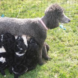 Missy - Poodle