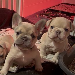 Claribel - Blue fawn female French Bulldog puppy in Spokane, Washington from Lilac City Frenchies