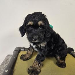 Frontier FREE DELIVERY TO PARTS OF SOUTH CAROLINA, GEORGIA, AND FLORIDA. - Phantom male Bernedoodle puppy in Flat Rock, North Carolina from Sukisdoodles