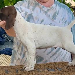 Miles - Liver and white male German Shorthaired Pointer puppy in Fairfield, California from Von Lahrheim Shorthairs & Ermali Chis