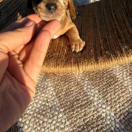 Dapple shorthair male - red color - Dapple male Dachshund puppy in Manteca, California from Sweet and Low Dachshunds