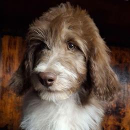 Seraphina - Brown and white female Aussiedoodle puppy in Grand Saline, Texas from Aussies Acre