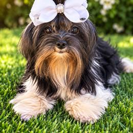 Mochi - Yorkshire Terrier