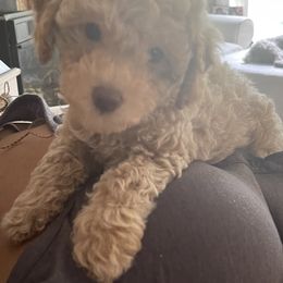 Cockapoo Puppies from Raisingcockapoos