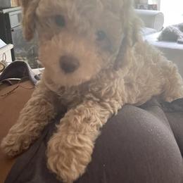 Cockapoo Puppies from Raisingcockapoos