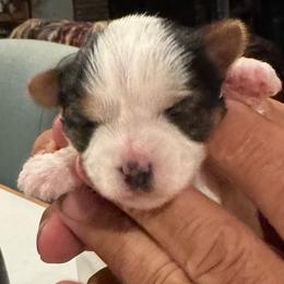 Luna - Parti female Yorkshire Terrier puppy in Kingston, Oklahoma from Lake Life