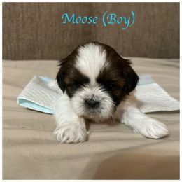"Moose is still available" Shih Tzu Puppies from Starr Thomas