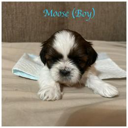"Moose is still available" Shih Tzu Puppies from Starr Thomas