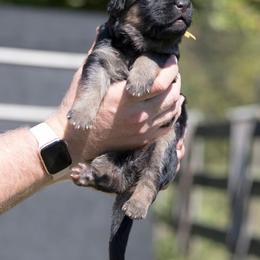 German Shepherd Puppies from Vom Haus Rabenstein