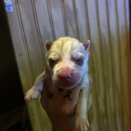 Red male - Red and white male Siberian Husky puppy in Wheeling, West Virginia from Powells Huskies