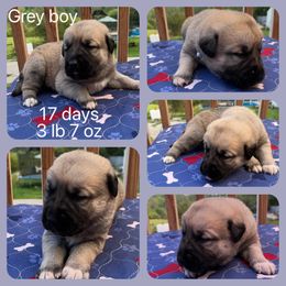 Grey boy - Fawn Anatolian Shepherd Dog puppy in Franklin, New Hampshire from Feather’s Glen Anatolians