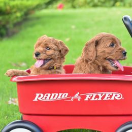 Goldendoodle Puppies from OodlesODoodles