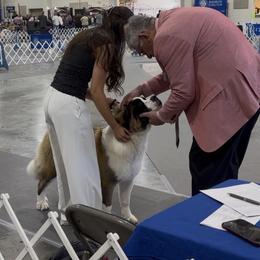 Bonnie - Saint Bernard