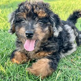 Aussiedoodles, Miniature American Shepherds, and Toy Australian Shepherds from Nelson's Aussies and Aussiedoodles