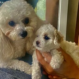 Maltipoos and Yorkshire Terriers from Puppy Love Palace at HB Farm