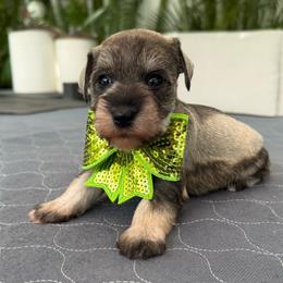 Luna - Salt and pepper female Miniature Schnauzer puppy in Cape Coral, Florida from Ruby the poodle