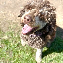 Cookie - Aussiedoodle