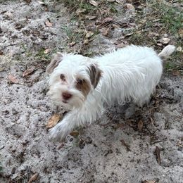 Boy 2 - Parti male Yorkshire Terrier puppy in Cocoa, Florida from SummerTime AKC Yorkies