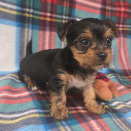 Traditional Boy - Blue and gold male Yorkshire Terrier puppy in Lakeland, Florida from You Me & The Yorkies