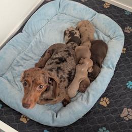 Zoey - Dachshund