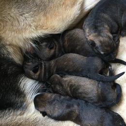 German Shepherd Puppies from Guamany K9 Vomhaus