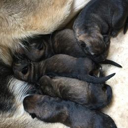 German Shepherd Puppies from Guamany K9 Vomhaus