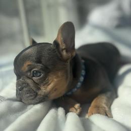 Blue collar - Tricolors female French Bulldog puppy in Salisbury, Maryland from 77 Frenchies Maryland