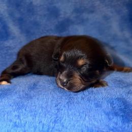 Cooper - Black tri male Miniature American Shepherd puppy in Godley, Texas from Bradley Kennels