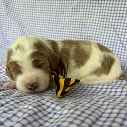 Mars - Parti male Goldendoodle puppy in Camden, North Carolina from Oopsie Doodles of NC