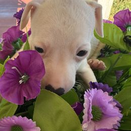 Italian Greyhound Puppies from WAHLTOWAHLIGGYS