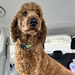 Poodles from Curly Carmine Acres
