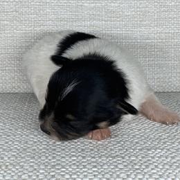 Boy 1 - Tri-colored male Pomeranian puppy in Meridian, Idaho from Idaho_poms