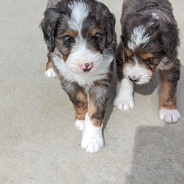 Bernedoodle Puppies from Blue Cloud Doodles