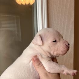 Eva - White female American Staffordshire Terrier puppy in Lizella, Georgia from Àine Amstaffs