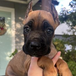 Yellow Collar - Fawn male Cane Corso puppy in Kingsport, Tennessee from Gray Cane Corsos