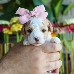 Sun-kissed - Blenheim female Cavapoo puppy in Salado, Texas from Red Ranch Dogs