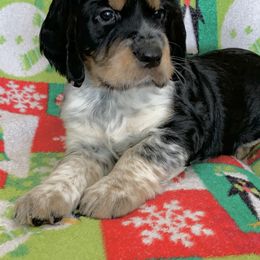 English Springer Spaniel Puppies from Rocky Mountain Springer Spaniels