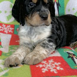 English Springer Spaniel Puppies from Rocky Mountain Springer Spaniels