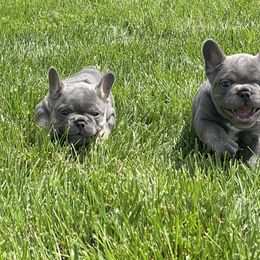 French Bulldog Puppies from Bourbon Country Bullies