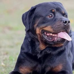Rottweilers from Kentucky Bluegrass Rottweiler