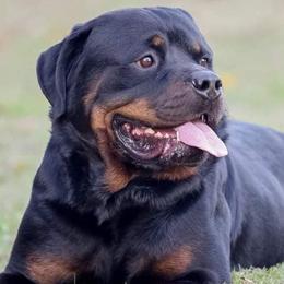 Rottweilers from Kentucky Bluegrass Rottweiler