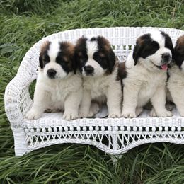 Saint Bernard puppies from Shoen Saint Bernards