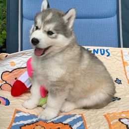 Siberian Husky Puppies from Canace Siberians