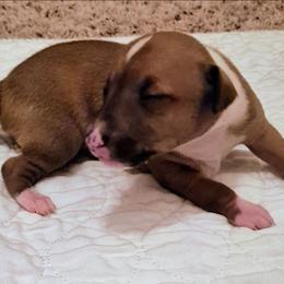 Flame - Tuncap's Kicking Assets - Blue fawn male Italian Greyhound puppy in Porter, Texas from Tuncap's Italian Greyhounds