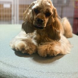 Hazel - Cocker Spaniel