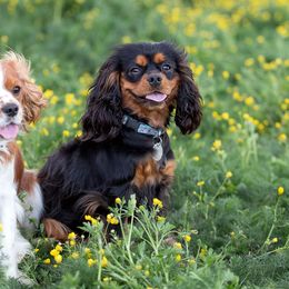 Cavalier King Charles Spaniels from Country Chic Cavaliers