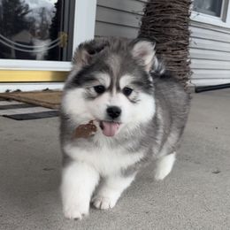 Pomsky Puppies from PomskyParadise