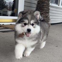 Pomsky Puppies from PomskyParadise