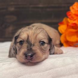 Rapunzel - Cream female Dachshund puppy in Dothan, Alabama from Little House Pups